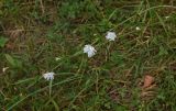 Cichorium intybus