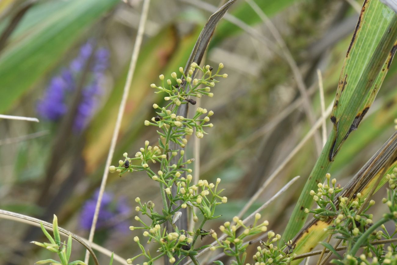 Image of genus Galium specimen.
