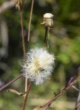 Erigeron acris