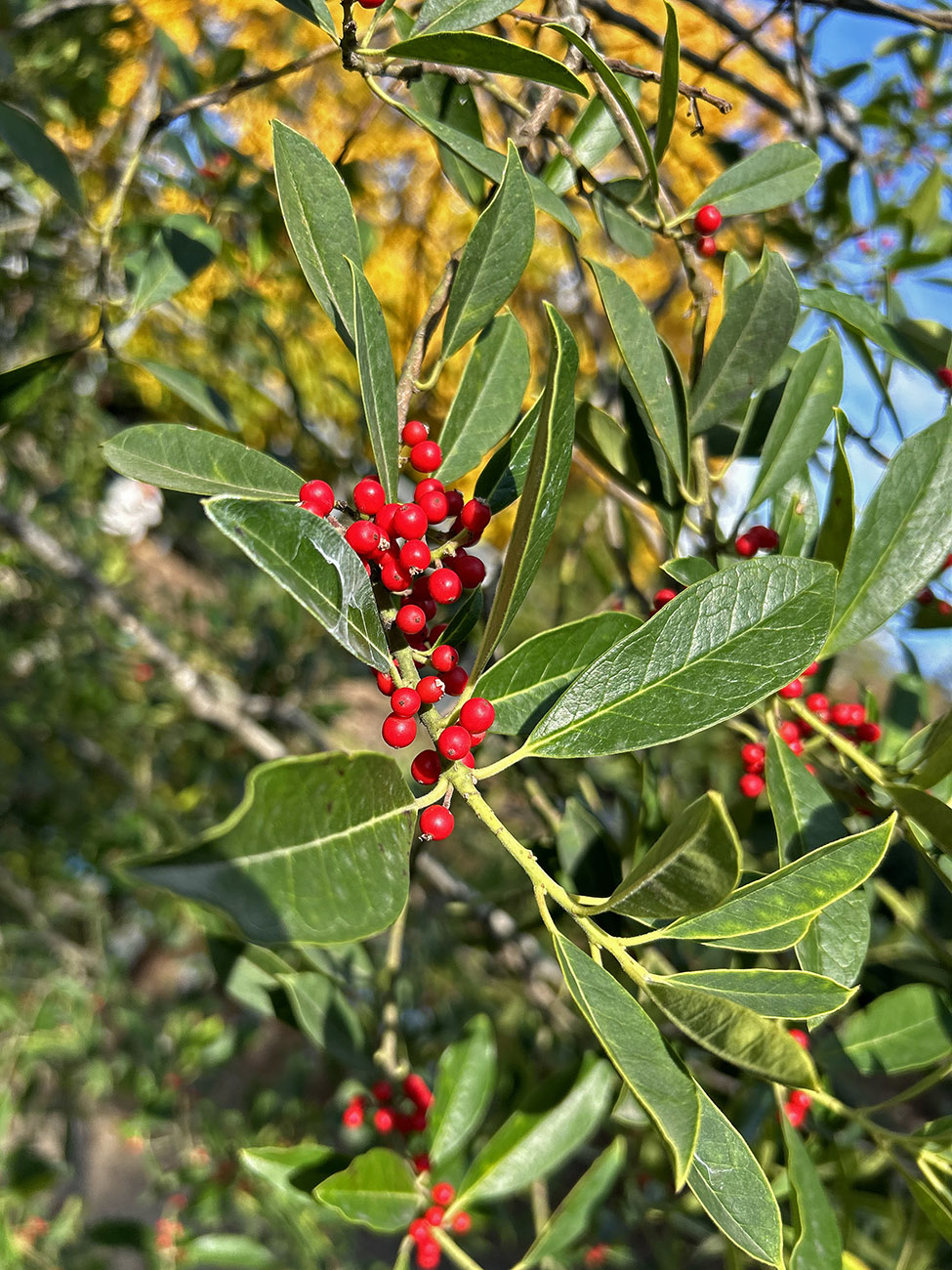 Изображение особи Ilex cassine.