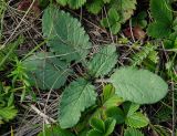 Senecio jacobaea