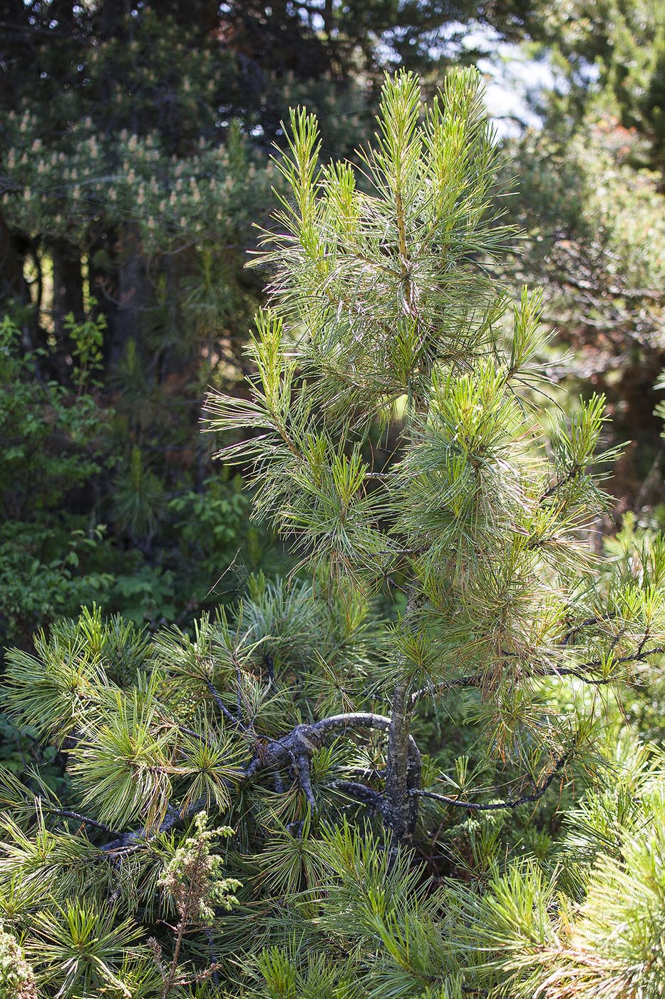 Image of Pinus sibirica specimen.
