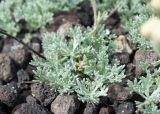 Artemisia glomerata