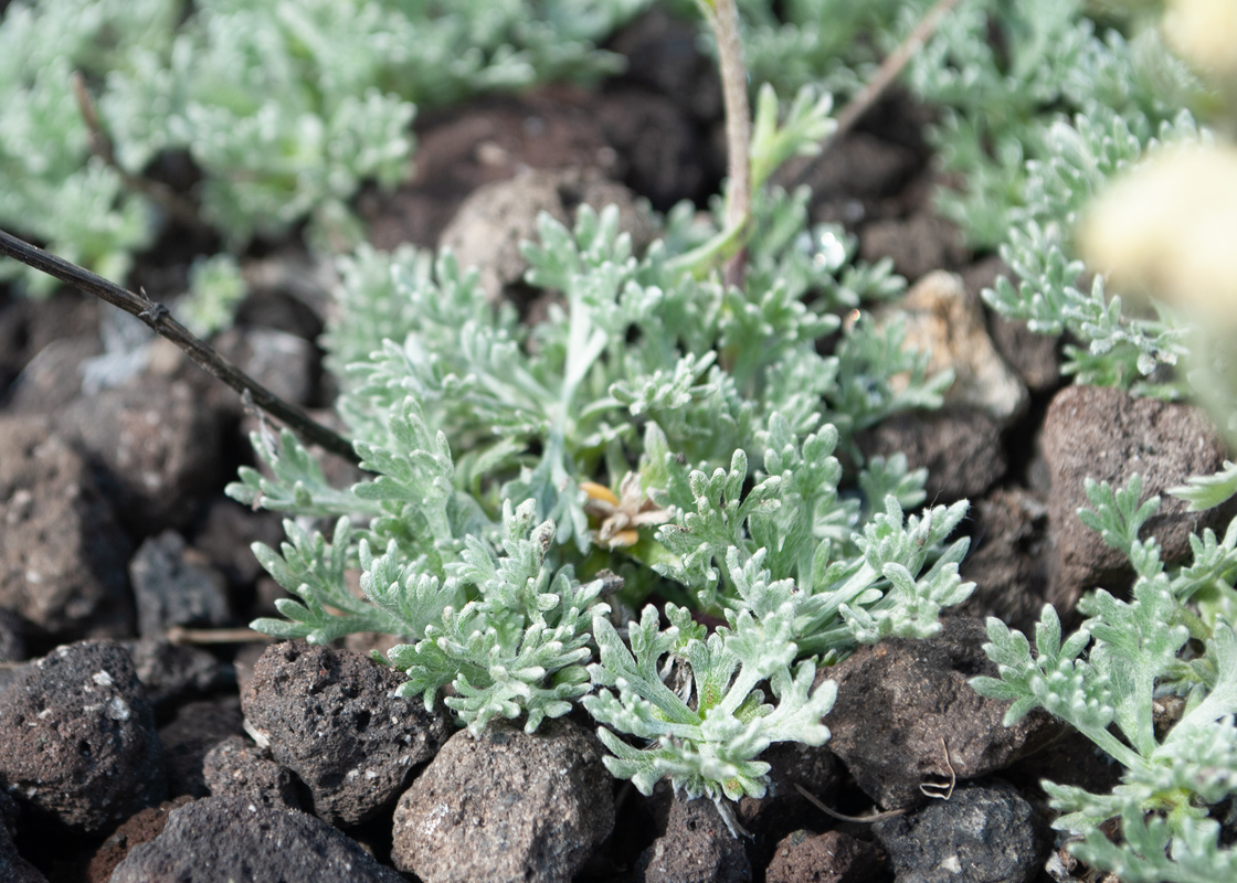 Image of Artemisia glomerata specimen.