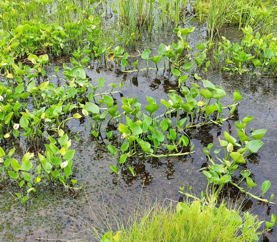 Image of Calla palustris specimen.