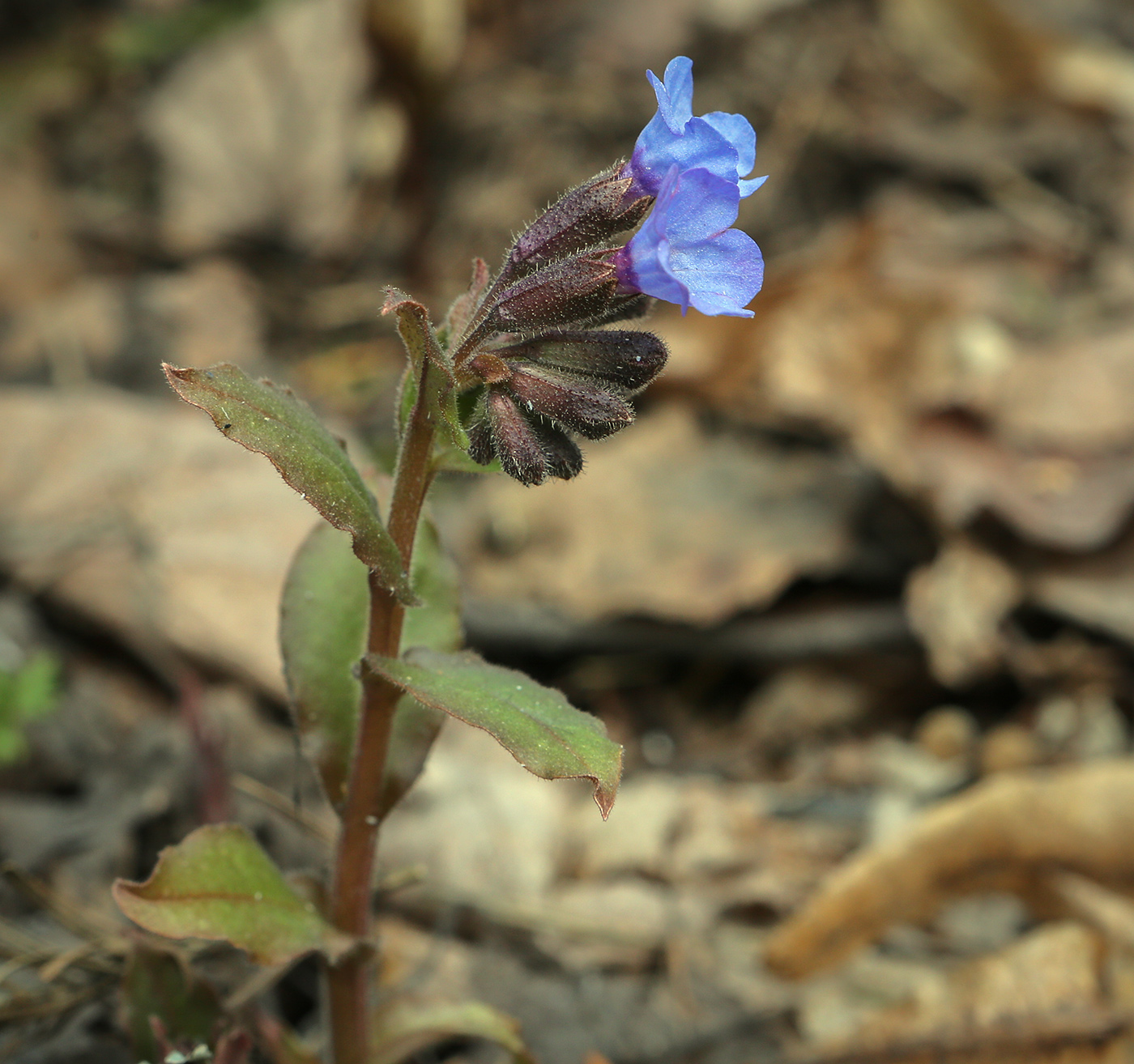 Image of Pulmonaria obscura specimen.