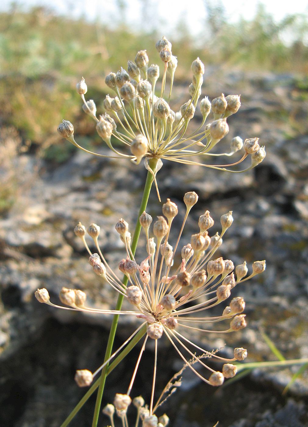 Изображение особи Allium inaequale.