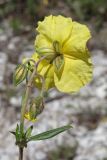 Helianthemum grandiflorum. Верхняя часть побега с соцветием. Крым, Севастополь, окр. с. Терновка, сланцевый известняковый склон. 18.05.2025.