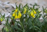 Onosma taurica