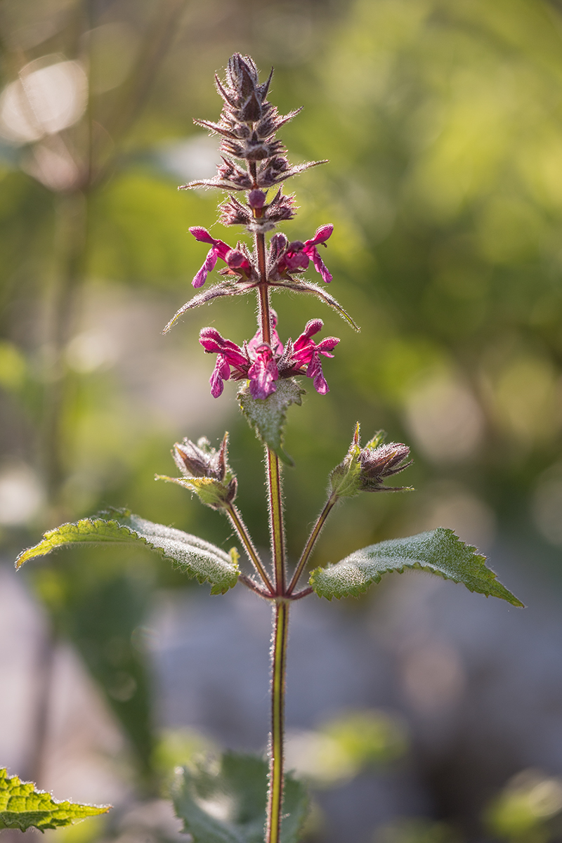 Image of Stachys sylvatica specimen.