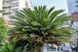 Cycas revoluta. Верхушка вегетирующего растения. Китай, пров. Цзянсу, г. Сучжоу, в культуре. 27.05.2025.