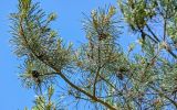 Pinus sylvestris. Верхушка ветви с микростробилами и раскрывшимися шишками. Калининградская обл., Зеленоградский р-н, Куршская коса, опушка сосняка. 30.06.2025.