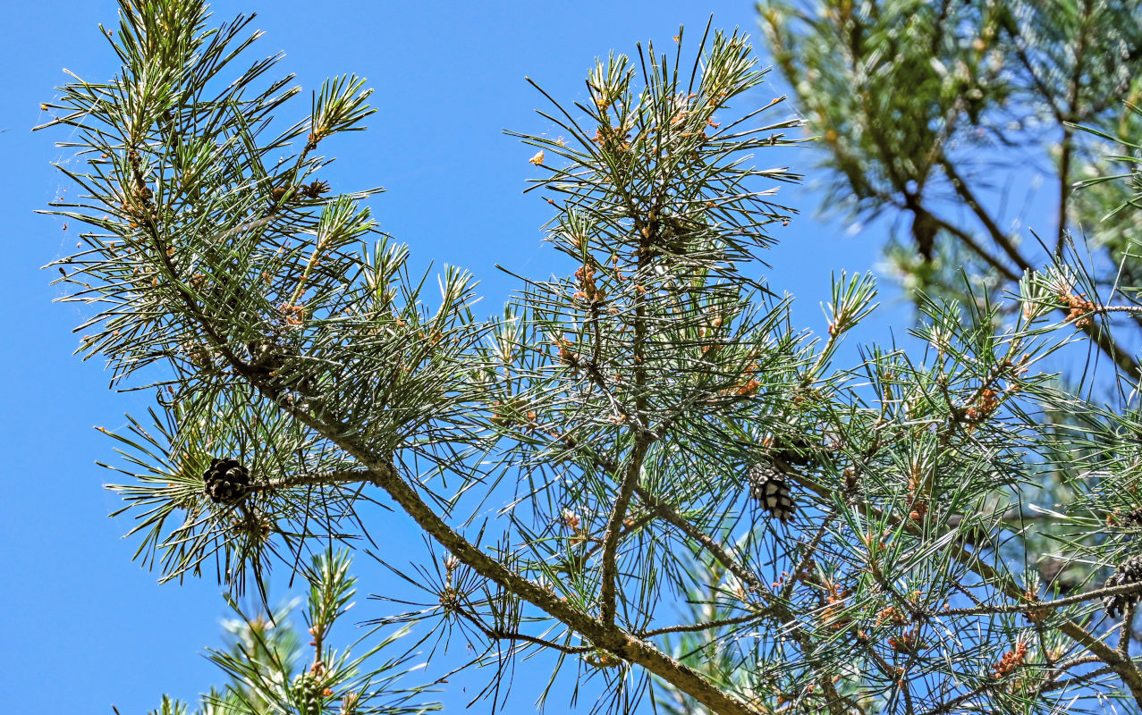 Изображение особи Pinus sylvestris.