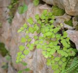 Adiantum capillus-veneris. Вегетирующее растение. Абхазия, окр. г. Новый Афон, вершина Иверской горы, подпорная крепостная стена. 12.06.2025.