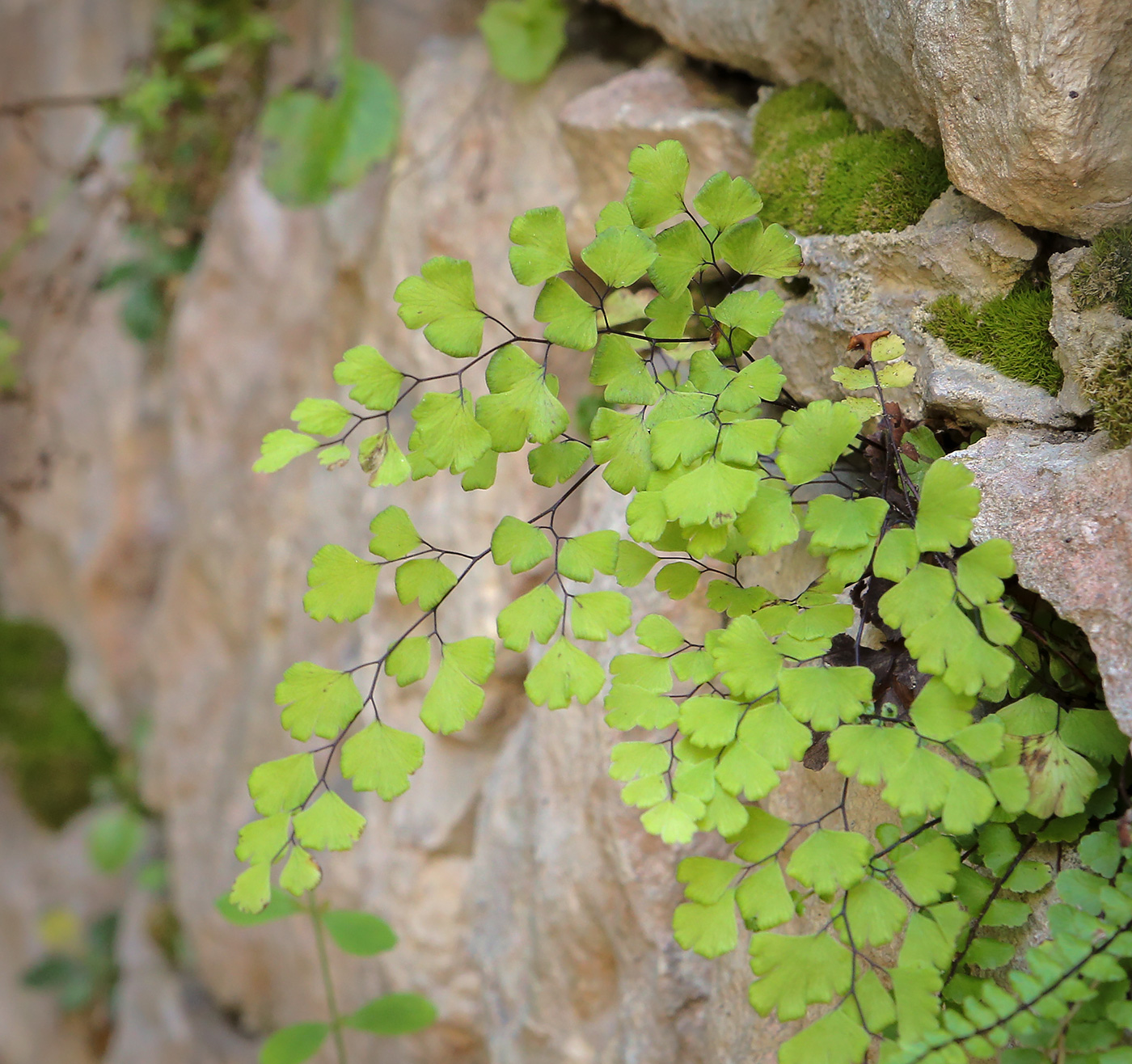Image of Adiantum capillus-veneris specimen.