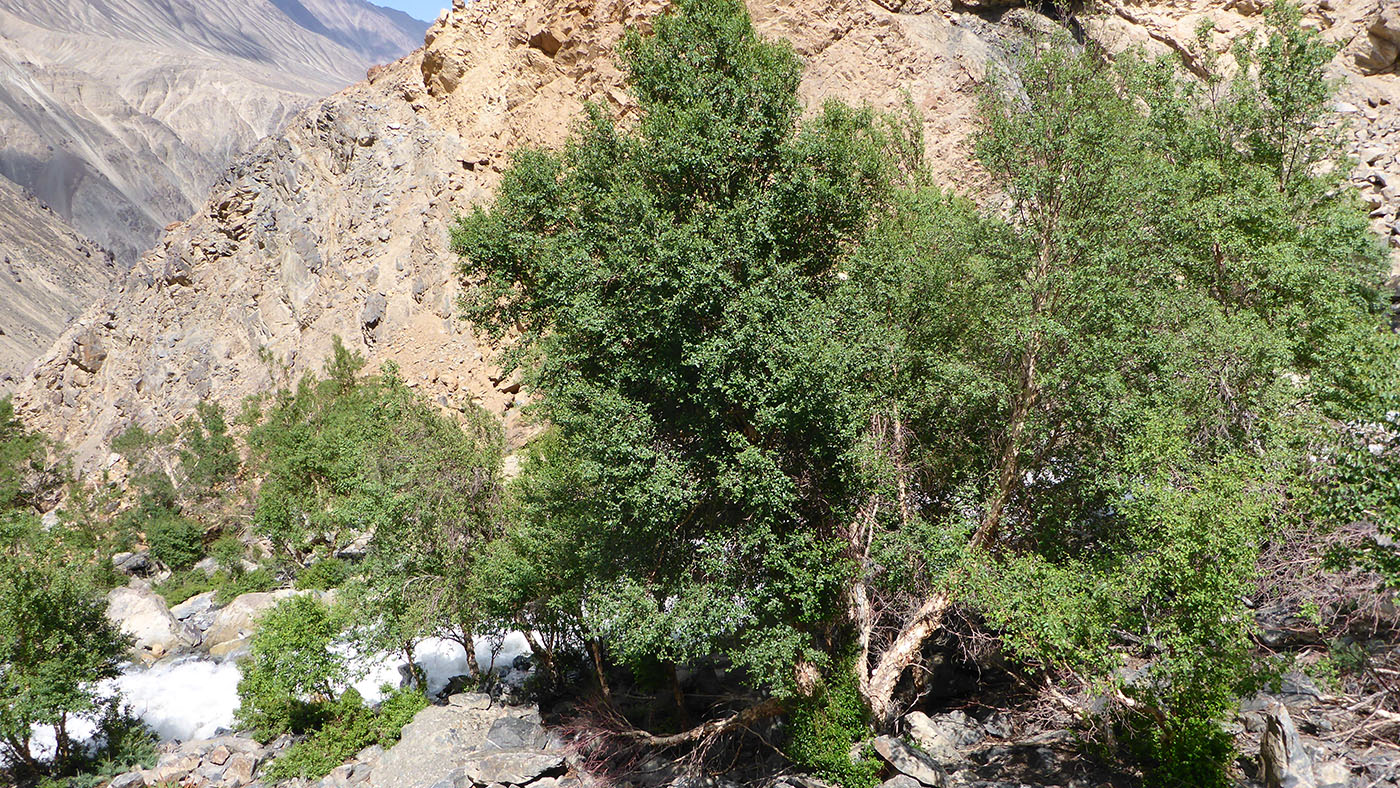 Изображение особи Betula pamirica.