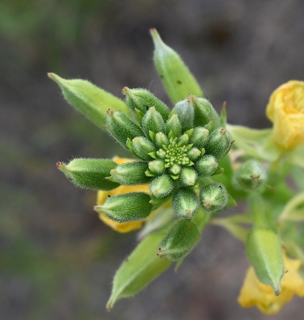 Image of Oenothera biennis specimen.