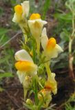 Linaria acutiloba. Соцветие. Читинская обл., Акшинский р-н, окр. пос. Курулга. 30.06.2004.