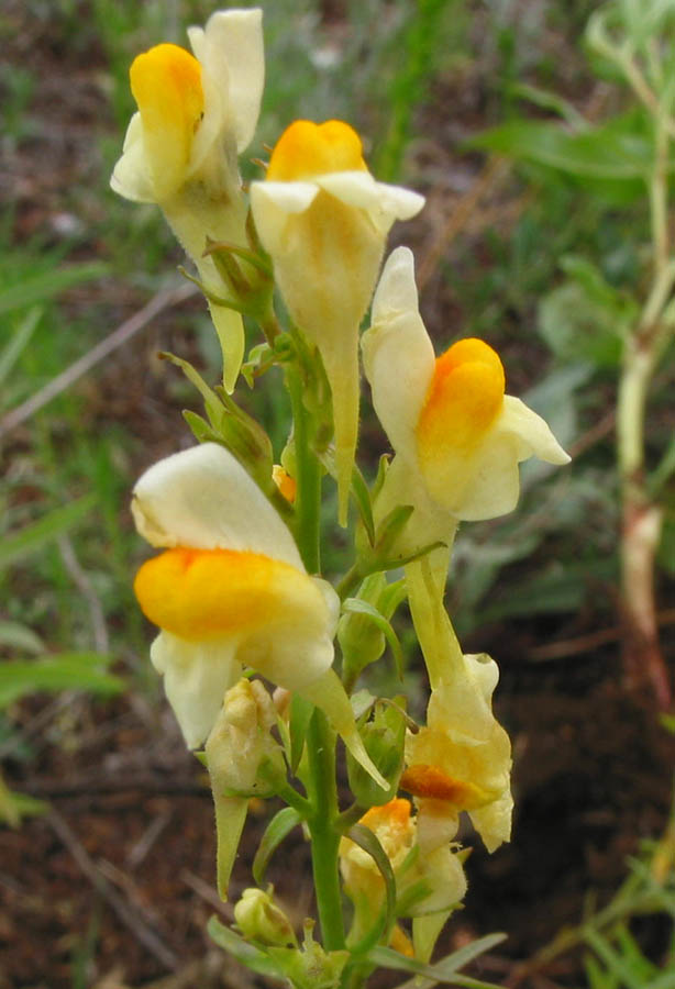 Изображение особи Linaria acutiloba.