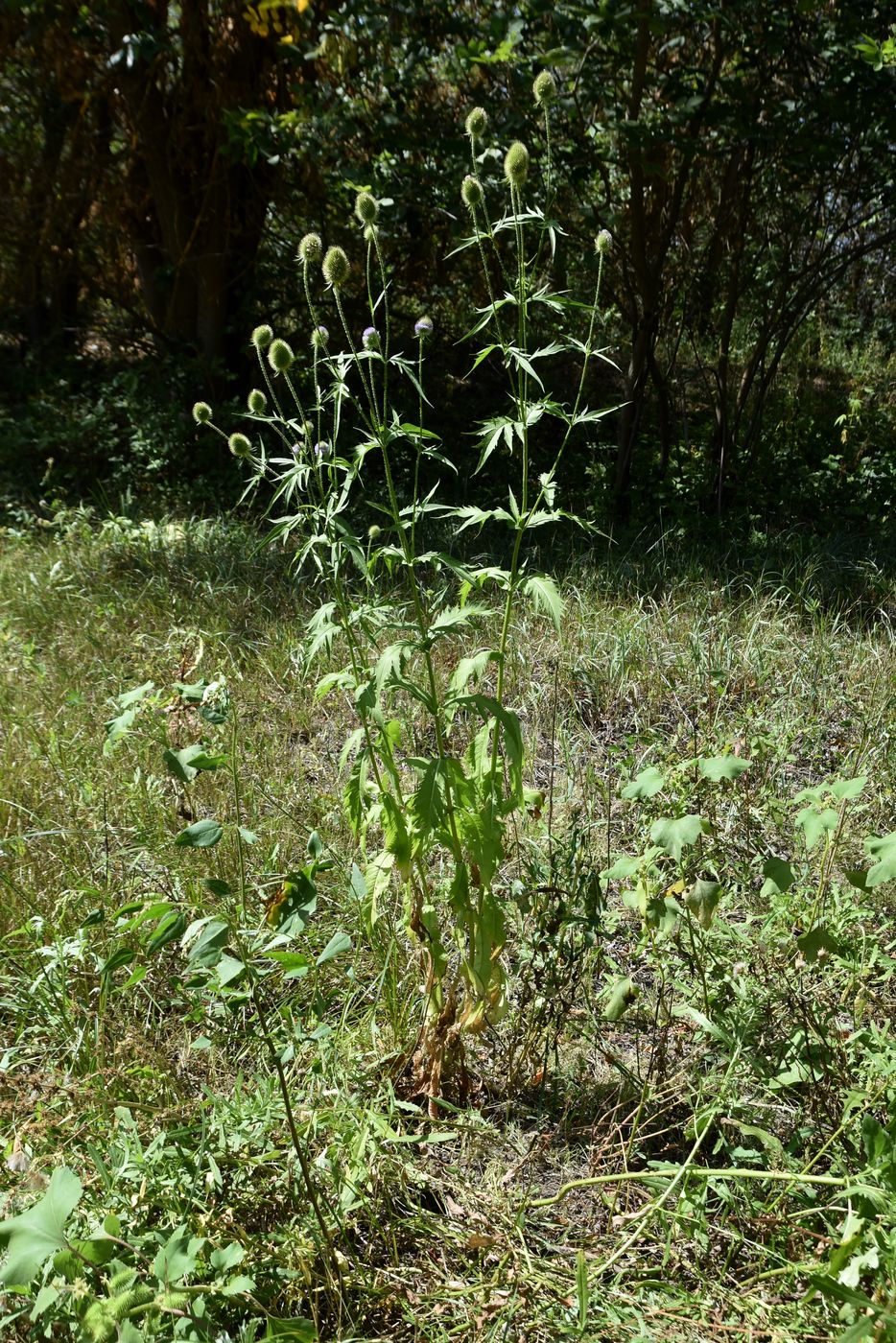Image of Dipsacus gmelinii specimen.