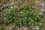Arctostaphylos uva-ursi. Вегетирующее растение. Витебская обл., окр. дер. Сурмино, оз, сухой кустарничково-зеленомо-лишайниковый сосняк на песке. 14.06.2025.