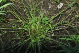 Cyperus michelianus. Цветущее и плодоносящее растение. Приморский край, Уссурийский ГО, окр. ж.-д. пл. 9194 км, дол. р. Раздольная на левом берегу, пойма, на илистой отмели. 22.09.2025.
