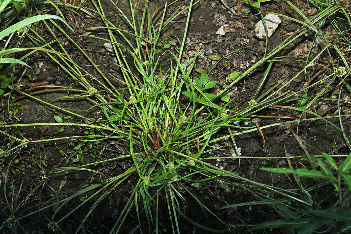 Изображение особи Cyperus michelianus.