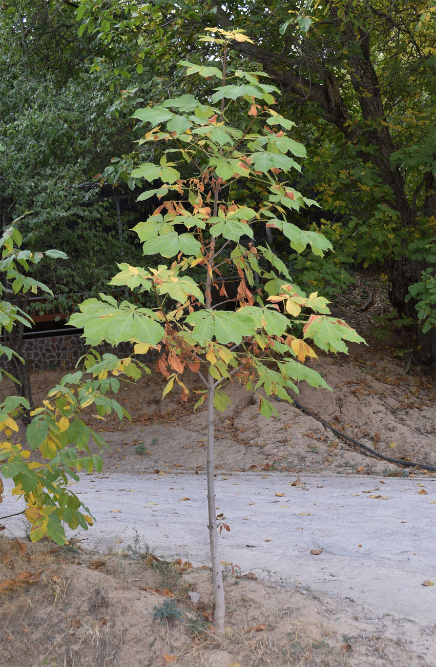 Изображение особи Aesculus hippocastanum.