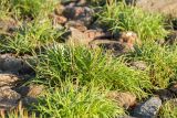 Plantago maritima. Плодоносящие растения. Карелия, Лоухский р-н, окр. пос. Чкаловский, берег Белого моря, галечно-валунная супралитораль. 23.07.2025.