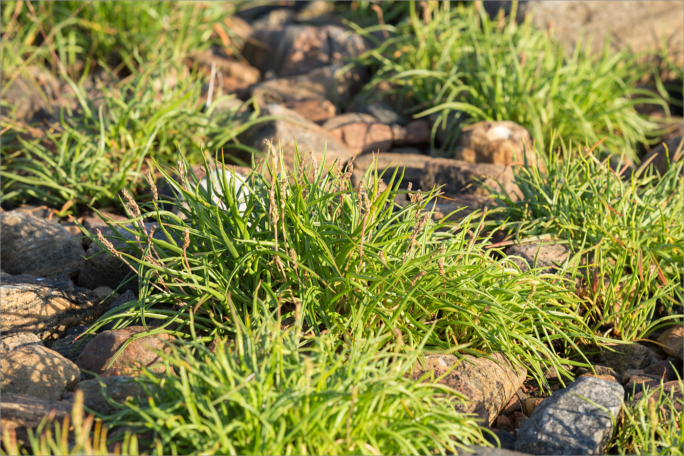 Image of Plantago maritima specimen.