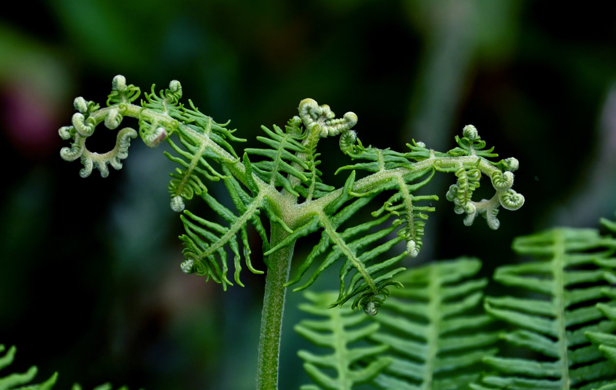 Изображение особи Pteridium aquilinum.