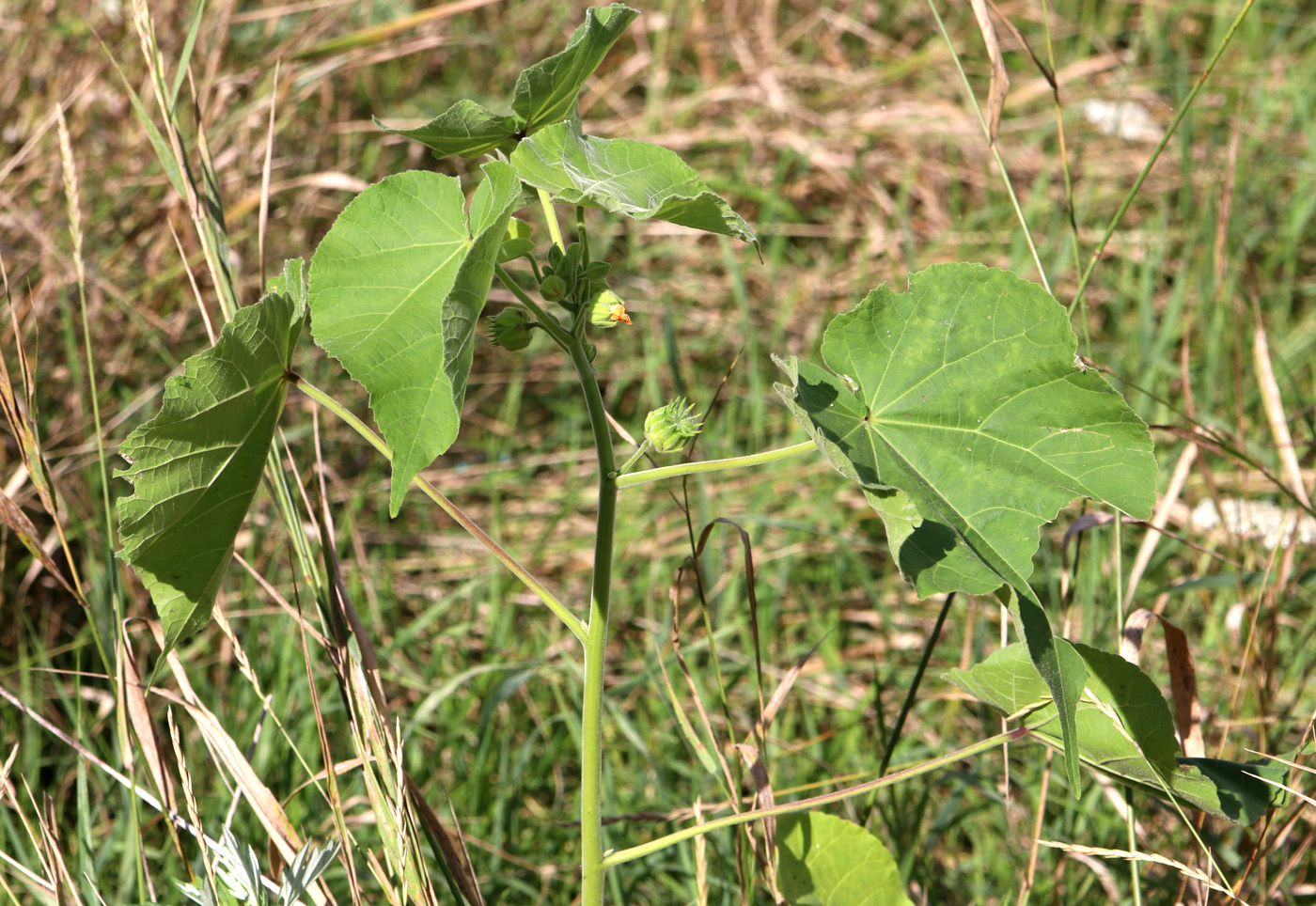 Изображение особи Abutilon theophrasti.