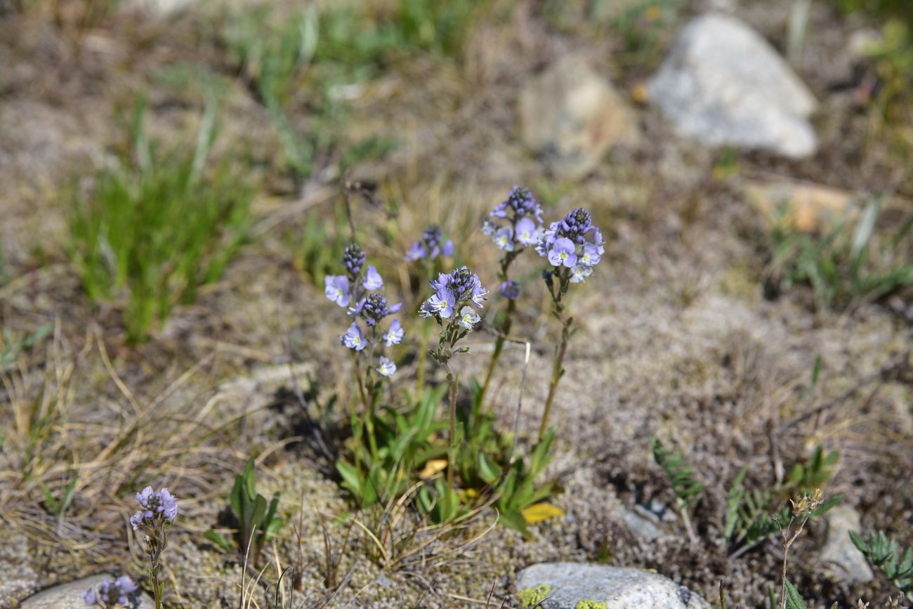 Изображение особи Veronica gentianoides.