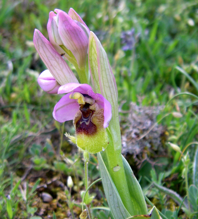 Image of Ophrys tenthredinifera ssp. ficalhoana specimen.