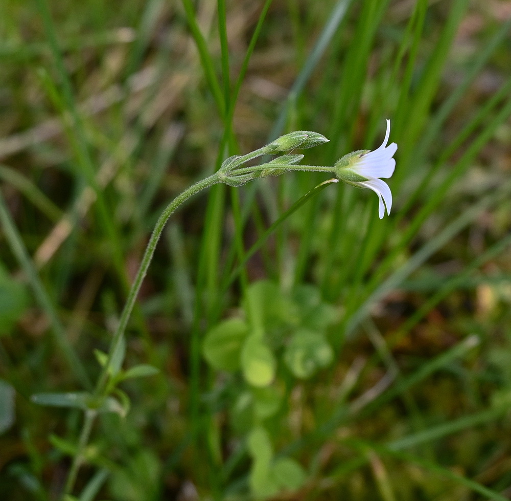 Image of genus Cerastium specimen.
