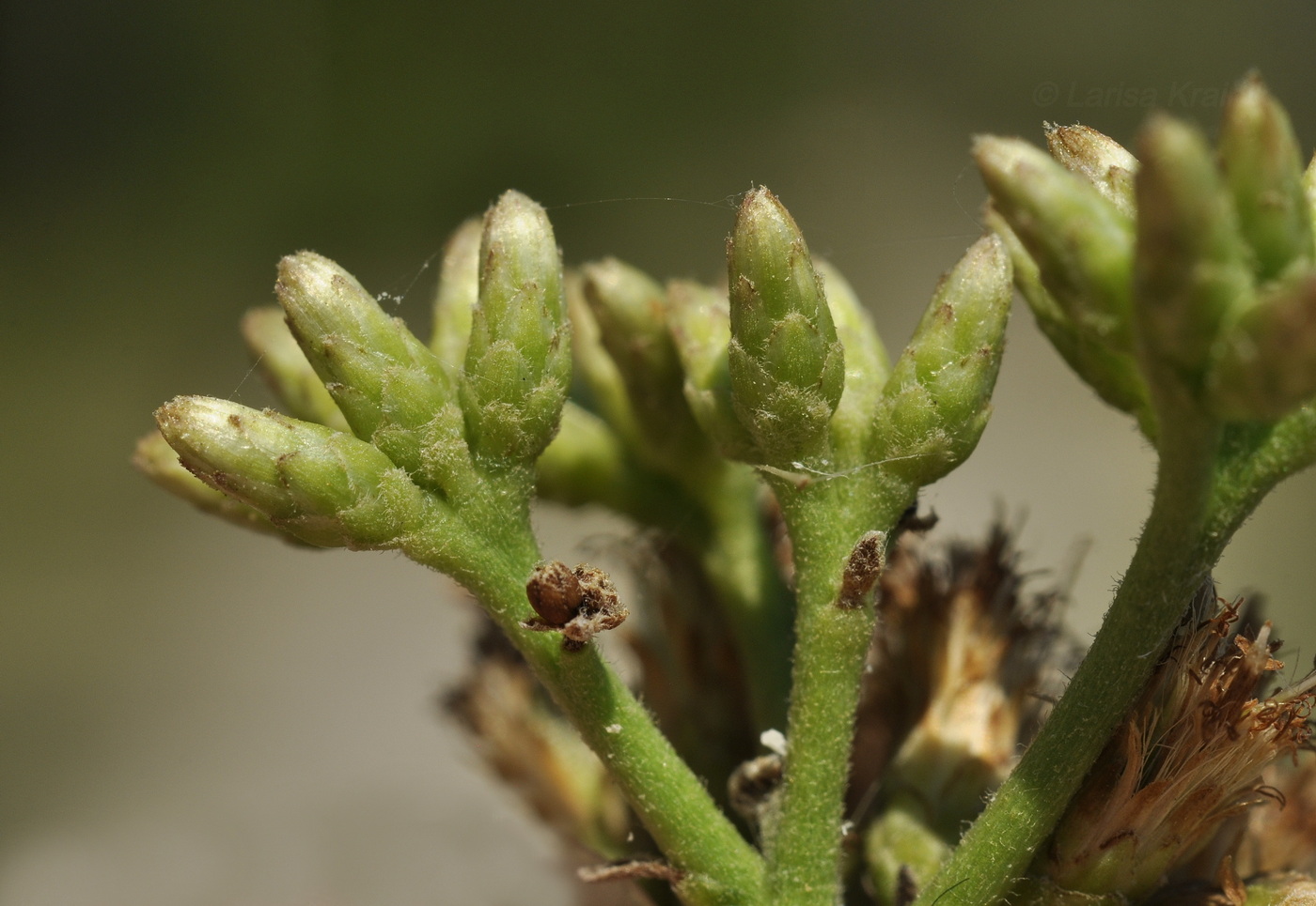 Изображение особи Pluchea indica.