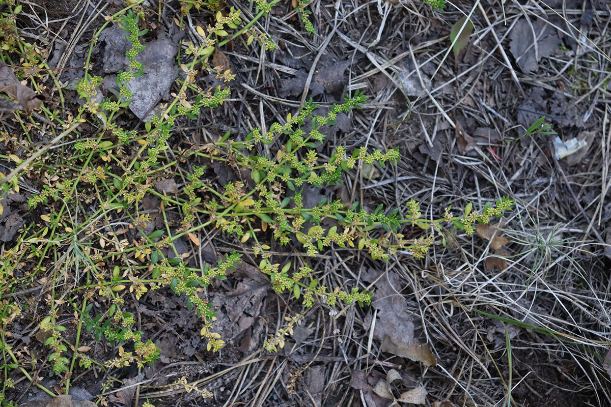 Изображение особи Herniaria glabra.