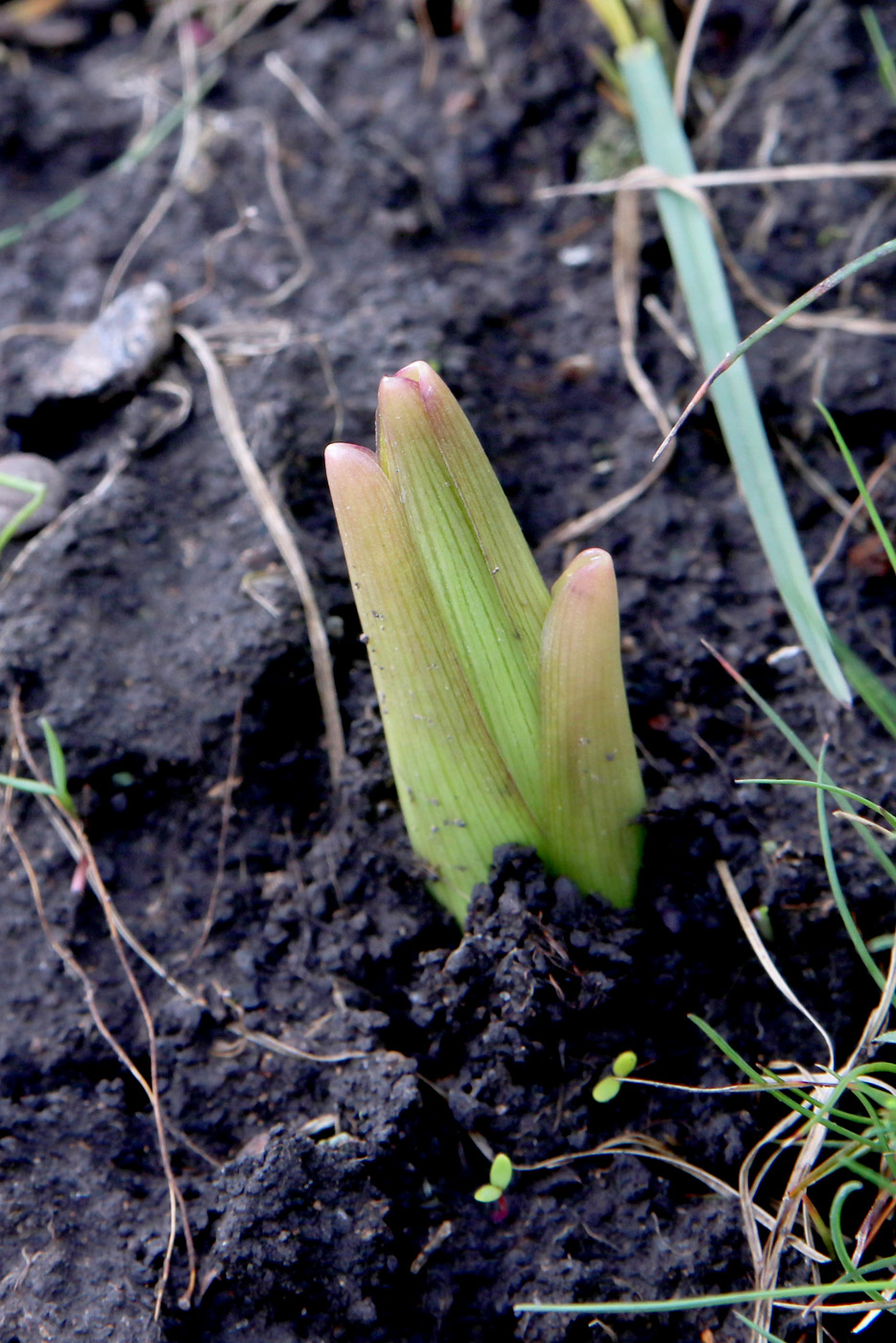 Изображение особи Lilium monadelphum.
