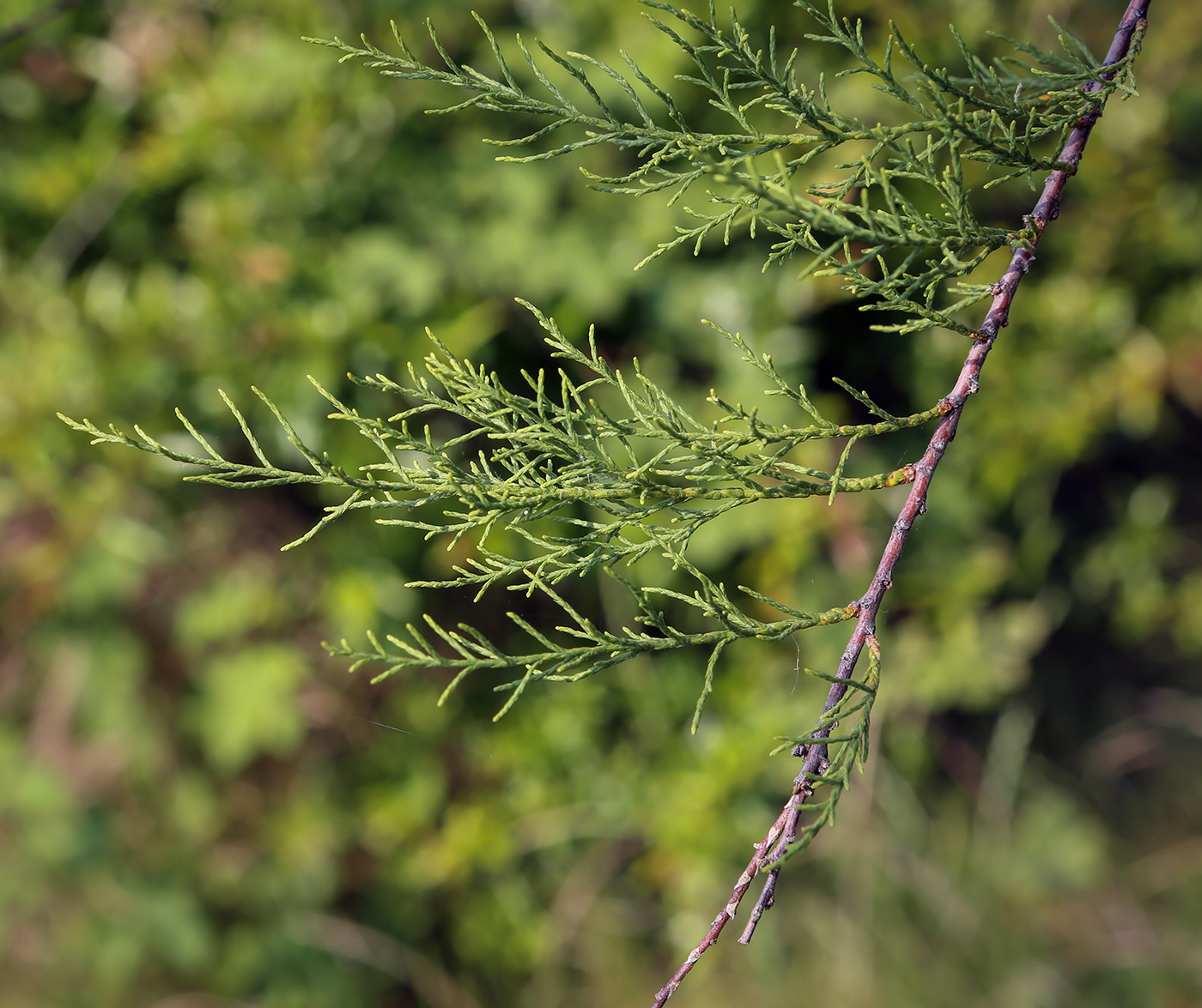 Изображение особи Tamarix ramosissima.