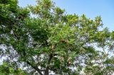 Jacaranda mimosifolia. Часть кроны плодоносящего дерева. Португалия, округ Сетубал, г. Сетубал, в культуре. 16.08.2025.
