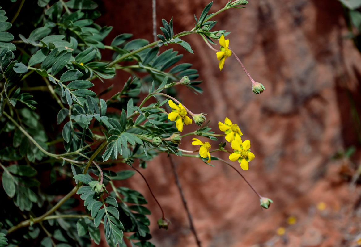Image of Potentilla bifurca specimen.