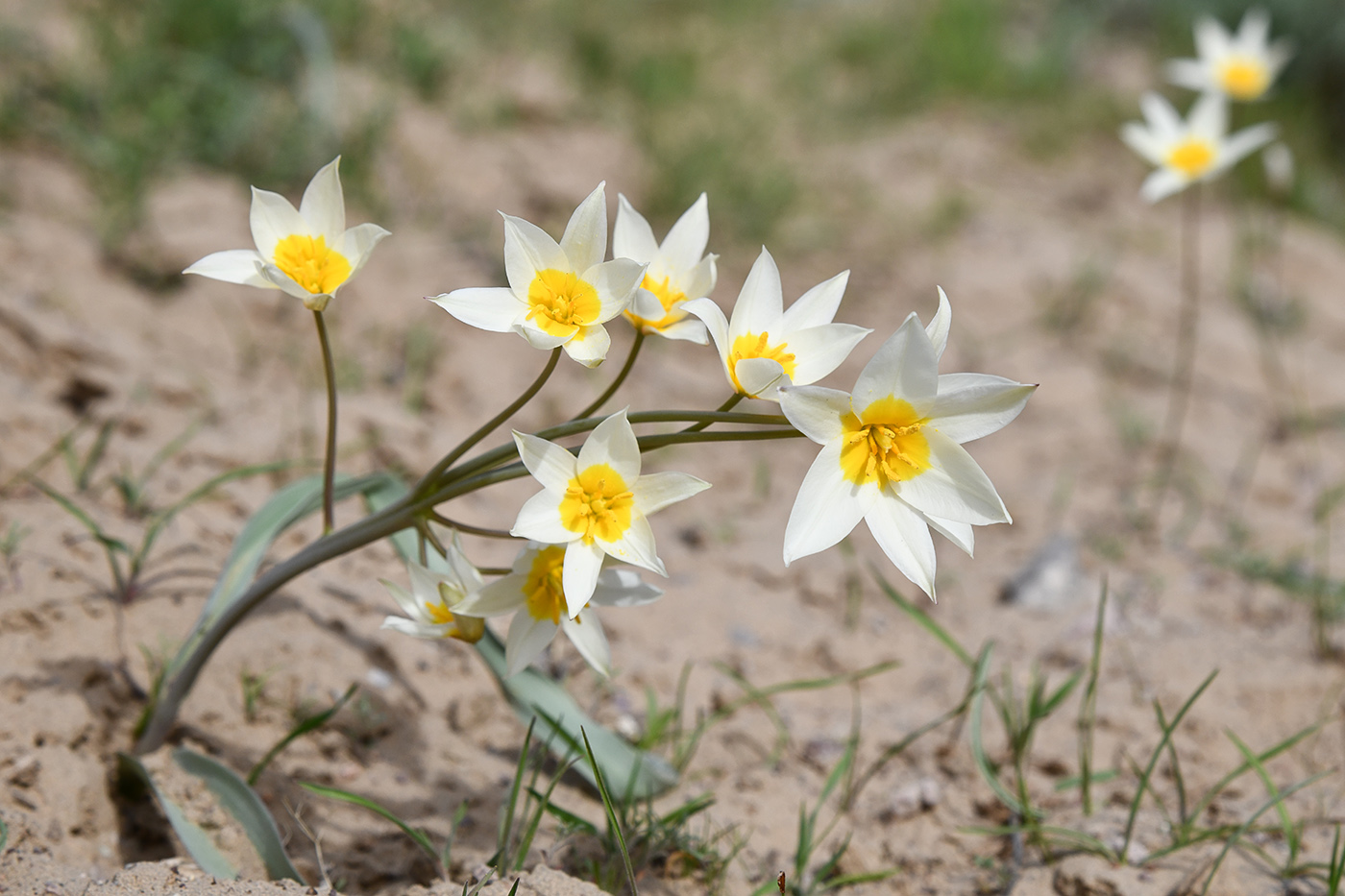 Изображение особи Tulipa buhseana.