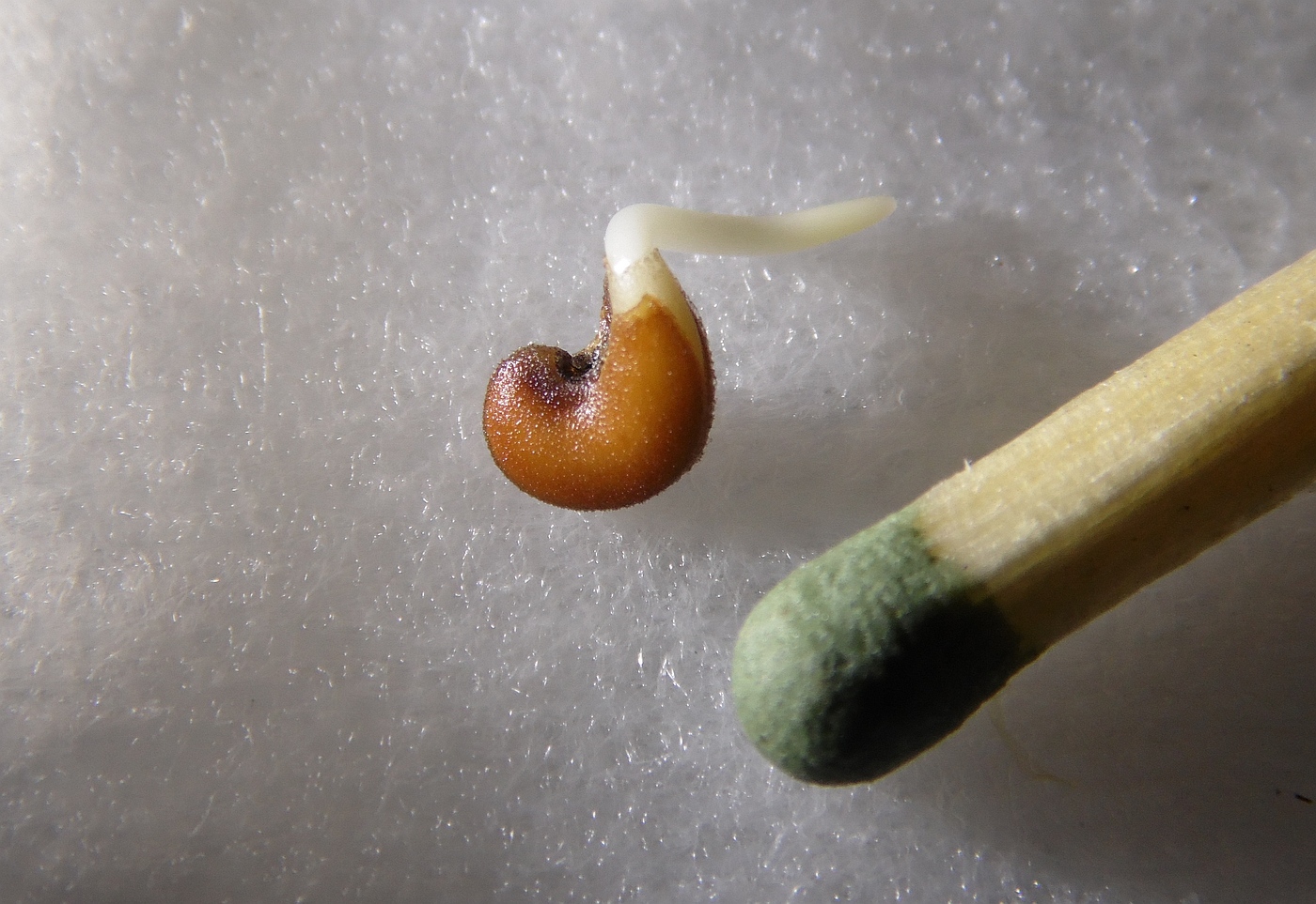 Image of Alcea frolowiana specimen.