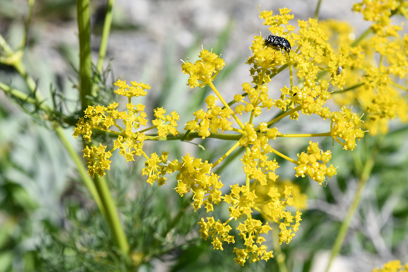Изображение особи Prangos pabularia.