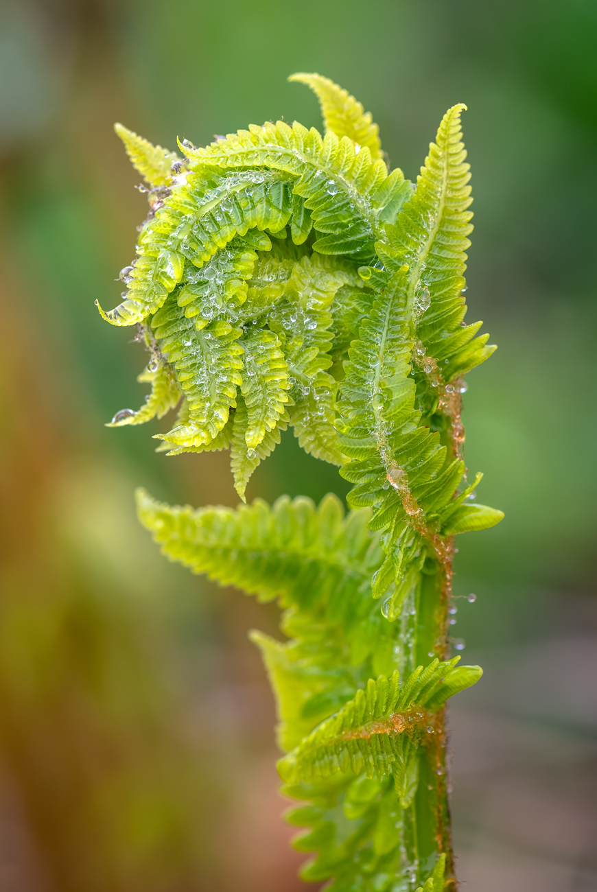 Изображение особи Osmundastrum asiaticum.