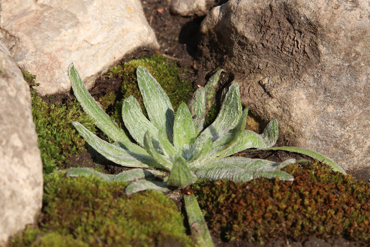 Image of Plantago nivalis specimen.