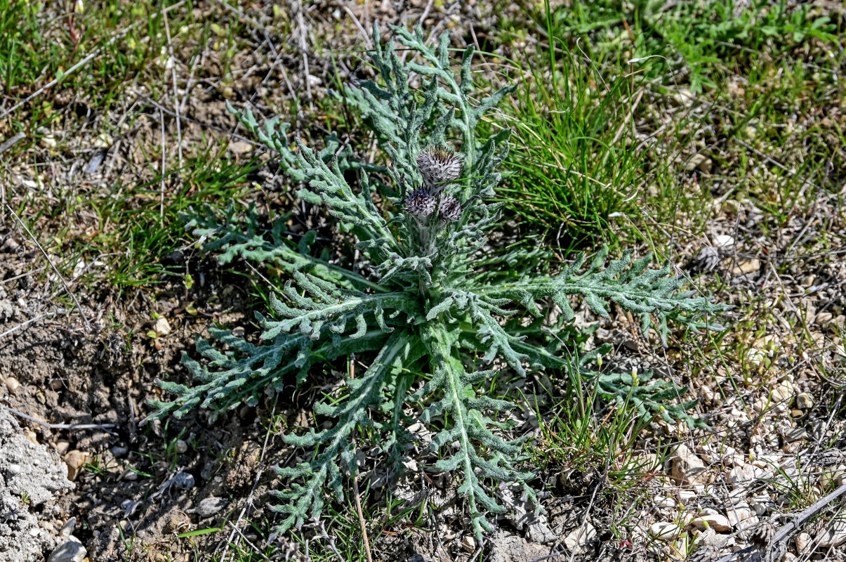 Изображение особи Jurinea cretacea.