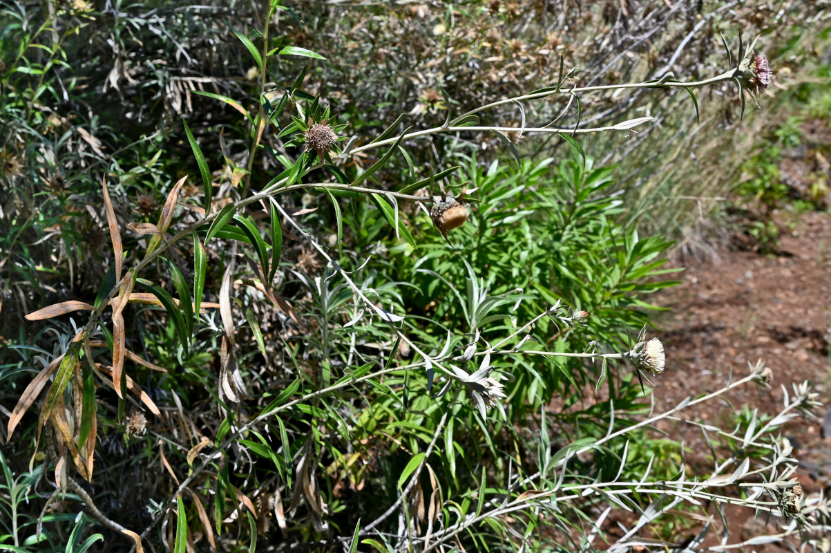 Image of genus Carlina specimen.