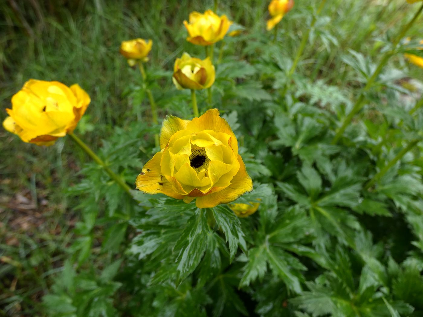 Image of Trollius altaicus specimen.