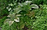 Rodgersia aesculifolia. Вегетирующее растение в сообществе с Lamium. Китай, пров. Шэньси, национальный парк \"Хуашань\", ≈ 2000 м н.у.м., опушка смешанного леса. 02.06.2025.